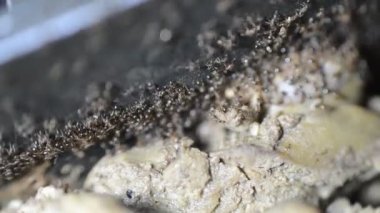Karınca kolonisinden toplanan ve pişmiş tavuk ciğerini yemek tenceresinden koloni depolarına aktaran çok sayıda karınca hayatta kalmak için özerk, toplumsal ve verimli bir şekilde organize olmuşlardır.