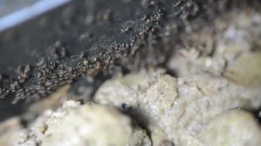 Karınca kolonisinden toplanan ve pişmiş tavuk ciğerini yemek tenceresinden koloni depolarına aktaran çok sayıda karınca hayatta kalmak için özerk, toplumsal ve verimli bir şekilde organize olmuşlardır.