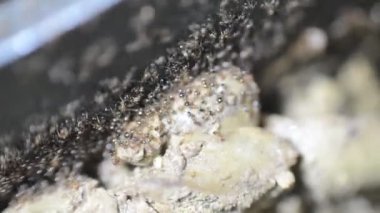 Karınca kolonisinden toplanan ve pişmiş tavuk ciğerini yemek tenceresinden koloni depolarına aktaran çok sayıda karınca hayatta kalmak için özerk, toplumsal ve verimli bir şekilde organize olmuşlardır.