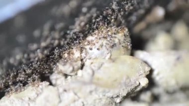 Karınca kolonisinden toplanan ve pişmiş tavuk ciğerini yemek tenceresinden koloni depolarına aktaran çok sayıda karınca hayatta kalmak için özerk, toplumsal ve verimli bir şekilde organize olmuşlardır.