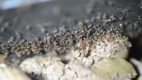 Eine Große Anzahl Von Ameisenkolonien Sammelt Und Transportiert Nahrung Aus — Stockvideo