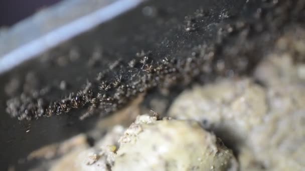 Velké Počty Mravenčí Kolonie Sbírají Převádějí Jídlo Vařených Kuřecích Jater — Stock video