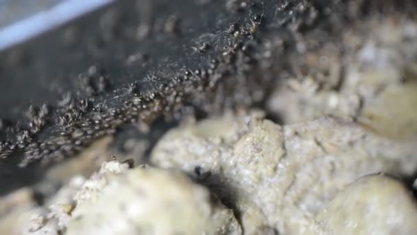 Grande Número Formigas Colhendo Transferindo Alimentos Fígado Frango Cozido Uma — Vídeo de Stock