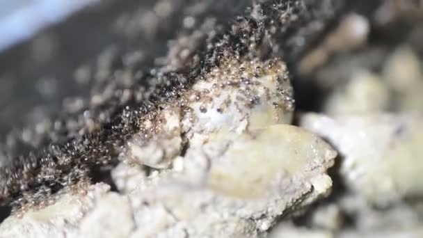 Eine Große Anzahl Von Ameisenkolonien Sammelt Und Transportiert Nahrung Aus — Stockvideo