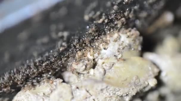 Karınca Kolonisinden Toplanan Pişmiş Tavuk Ciğerini Yemek Tenceresinden Koloni Depolarına — Stok video