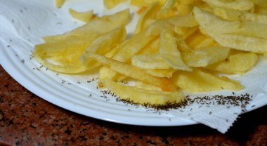 Karınca kolonisinden toplanan ve beyaz bir tabaktan kolonilerinin depolarına patates kızartması taşıyan çok sayıda karınca hayatta kalmak için eusosyal, toplumsal ve verimli bir şekilde organize olmuşlardır.
