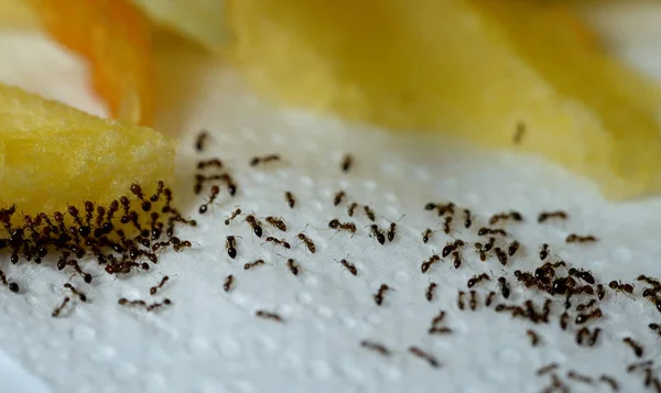 Large Numbers Ant Colony Picking Transferring Food French Fries White — Stock Photo, Image