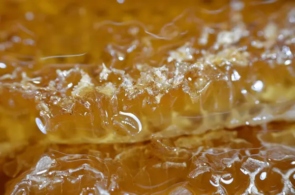 Sześciokątne Komórki Plastra Miodu Miodem Które Zawierają Jaja Królowej Pszczół — Zdjęcie stockowe