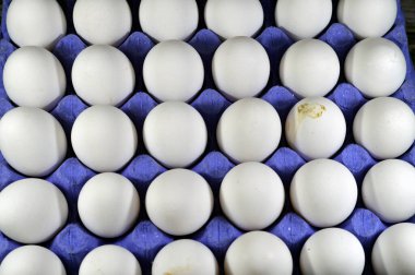 Organik taze ve çiğ tavuk, beyaz yumurta yığını, izole edilmiş ve çeşitli mutfaklarda pişirilmeye hazır yumurta yığını, yumurta sarısı ve beyaz albümlerden oluşan seçici yumurta odağı