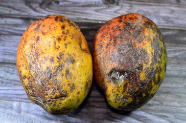 Küflü mango meyvesi, bazı mantarların oluşturabileceği yapılardan biridir, mantar ikincil metabolitleri içeren sporların oluşumu, çürüyen limon, kuru, soluk renk kaybı,