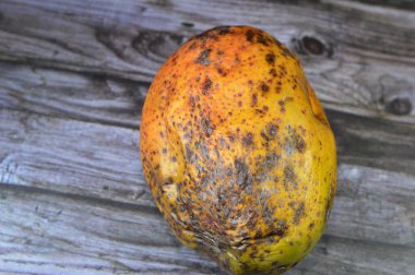 Küflü mango meyvesi, bazı mantarların oluşturabileceği yapılardan biridir, mantar ikincil metabolitleri içeren sporların oluşumu, çürüyen limon, kuru, soluk renk kaybı,