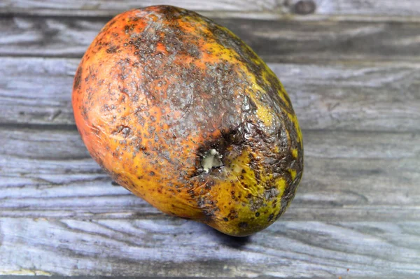 Küflü mango meyvesi, bazı mantarların oluşturabileceği yapılardan biridir, mantar ikincil metabolitleri içeren sporların oluşumu, çürüyen limon, kuru, soluk renk kaybı,