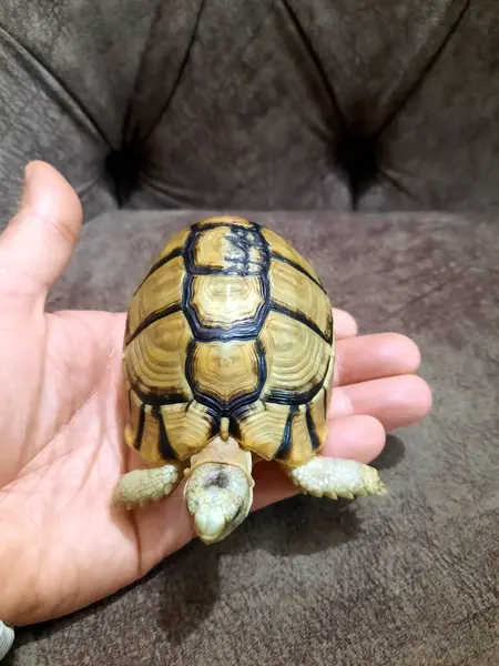 A small turtle with a healed broken part of its shell, the turtle\'s shell is bone, and like any other broken bone, a healed previously cracked shell, Turtles are reptiles of the order Testudines