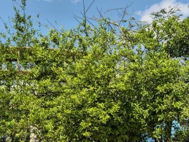 Bir bahçe, planlanmış bir alan, genellikle açık havada, bitkilerin ve diğer doğa formlarının ekimi, gösterimi ve keyfi için, yeşil alanları ve ağaçları olan bir yerleşim ya da kamu bahçesi için bir kenara ayrılır.