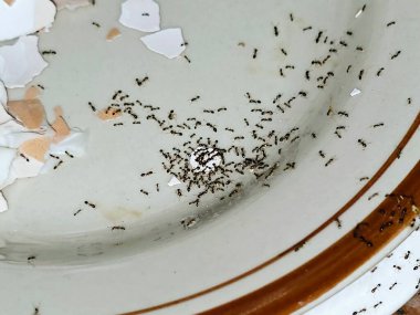 Large numbers  from ant colony picking up and transferring food of egg remnants from a plate to their colony stores for survival, ants are eusocial, communal, and efficiently organized