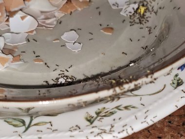 Large numbers  from ant colony picking up and transferring food of egg remnants from a plate to their colony stores for survival, ants are eusocial, communal, and efficiently organized