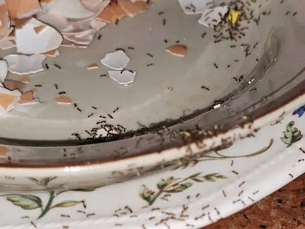 stock image Large numbers  from ant colony picking up and transferring food of egg remnants from a plate to their colony stores for survival, ants are eusocial, communal, and efficiently organized