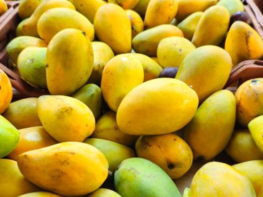 Mısır taze mango meyvesi yığını tropikal lezzette, mangolar besleyici lezzet, koku, tat, Awaisy veya Ewes ve diğer tür mango meyveleri, mango yığınları ile besleyici zengin meyvelerdir.