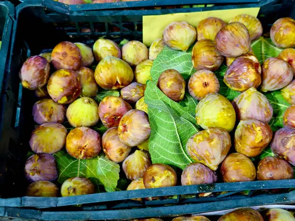 Ficus Carica 'nın yenilebilir meyvesi olan incir, çiçek açan bitki familyasından Moraceae, Akdeniz bölgesine özgü, batı ve güney Asya ile birlikte seçici bir odak noktasıdır.