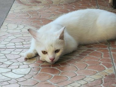 Sokak kedisi, sokak kedisi, sokak kedisi, sokak kedisi, sokak kedisi, sokak kedisi, sokak kedisi, sokak kedisi, sokak kedisi, sokak kedisi, sokak kedisi, sokak kedisi, sokak kedisi, sokak kedisi, sokak kedisi, sokak kedisi, sokak kedisi, sokak kedisi).