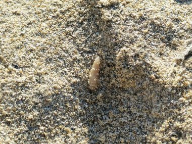 Kumda hareket eden ve solucan gibi solucanlar genellikle uzun silindirik tüp gibi uzuvları olmayan ve genellikle gözleri olmayan uzaktan akraba olan birçok farklı hayvandır.