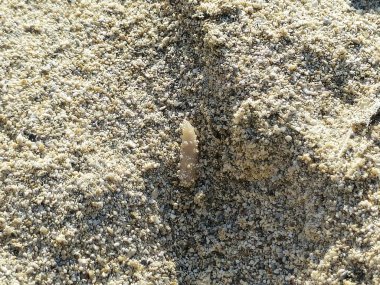 Kumda hareket eden ve solucan gibi solucanlar genellikle uzun silindirik tüp gibi uzuvları olmayan ve genellikle gözleri olmayan uzaktan akraba olan birçok farklı hayvandır.