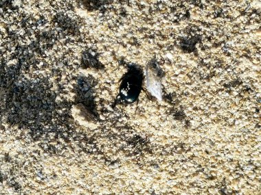 Küçük siyah bir kum böceği, plaj kara böceği böcek gibi görünür, böcekler koleopterayı oluşturan böceklerdir, süper sipariş Holometabola 'da, böcekler açık ara en büyük böcek türleridir.