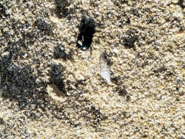 Küçük siyah bir kum böceği, plaj kara böceği böcek gibi görünür, böcekler koleopterayı oluşturan böceklerdir, süper sipariş Holometabola 'da, böcekler açık ara en büyük böcek türleridir.