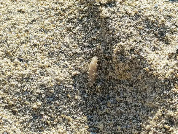 stock image A small sand beach word moving and worming on the sand, Worms are many different distantly related bilateral animals that typically have a long cylindrical tube-like body, no limbs, usually no eyes