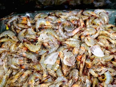 Satılık taze karides yığını, kabuklu deniz hayvanı (bir tür kabuklu deniz hayvanı) ve başlıca hareket modu, Caridea veya decapod Order Dendrobranchiata 'nın yüzme modu.