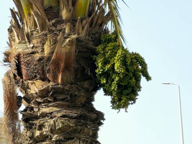 Palmiye ağaçlarının dallarında yeşil hurma ağaçları, Phoenix Dactylifera, yaygın olarak hurma palmiyesi olarak bilinir, palmiye familyasından, Arecaceae, yenilebilir tatlı meyveleri için yetiştirilir.