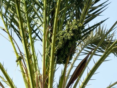 Palmiye ağaçlarının dallarında yeşil hurma ağaçları, Phoenix Dactylifera, yaygın olarak hurma palmiyesi olarak bilinir, palmiye familyasından, Arecaceae, yenilebilir tatlı meyveleri için yetiştirilir.