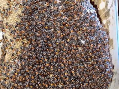 Küçük vahşi bal arıları yuva kolonileri, arılar arılarla yakından ilişkili böceklerdir, polenleme ve bal üretiminde oynadıkları rollerle tanınırlar, süper aile Apoidea 'daki tekelci soydan gelirler.