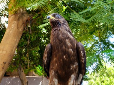 Honey buzzard, Pernis Falco apivorus, family Accipitridae, a genus of birds in the raptor subfamily Perninae, commonly known as honey buzzards, a bird of prey, medium-sized, broad-winged species clipart