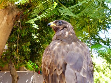 Honey buzzard, Pernis Falco apivorus, family Accipitridae, a genus of birds in the raptor subfamily Perninae, commonly known as honey buzzards, a bird of prey, medium-sized, broad-winged species clipart