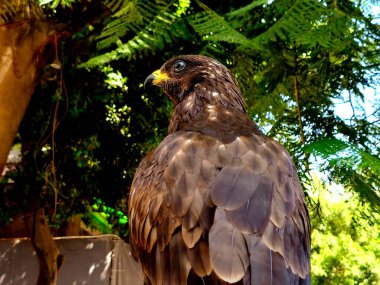 Honey buzzard, Pernis Falco apivorus, family Accipitridae, a genus of birds in the raptor subfamily Perninae, commonly known as honey buzzards, a bird of prey, medium-sized, broad-winged species clipart