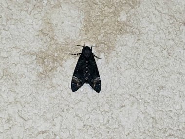 Duvardaki bir güve böceği, kelebek olmayan tüm Lepidoptera üyelerini kapsayan bir böcek grubudur. Çoğu güve türü gececidir, seçicidir.