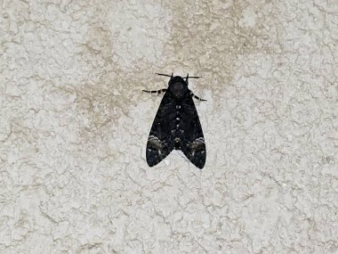 Duvardaki bir güve böceği, kelebek olmayan tüm Lepidoptera üyelerini kapsayan bir böcek grubudur. Çoğu güve türü gececidir, seçicidir.