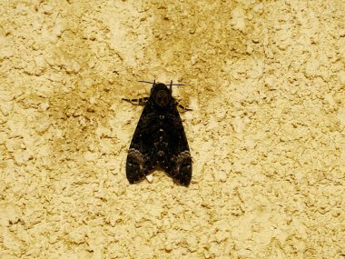 Duvardaki bir güve böceği, kelebek olmayan tüm Lepidoptera üyelerini kapsayan bir böcek grubudur. Çoğu güve türü gececidir, seçicidir.