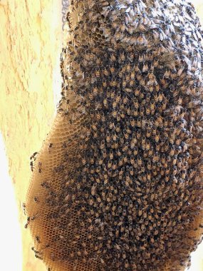 small wild honey bees nest colony, Bees are winged insects closely related to wasps and ants, known for their roles in pollination and producing honey, monophyletic lineage within superfamily Apoidea clipart