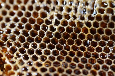 Bal peteği, bal arıları tarafından yuvalarında bal arıları, yumurtalar, larvalar ve pupalar ve bal ve polen depolarından oluşan, seçici odaklı balmumu hücrelerden oluşan bir kütle.