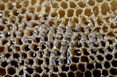 Bal peteği, bal arıları tarafından yuvalarında bal arıları, yumurtalar, larvalar ve pupalar ve bal ve polen depolarından oluşan, seçici odaklı balmumu hücrelerden oluşan bir kütle.