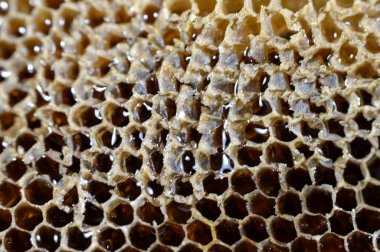 Bal peteği, bal arıları tarafından yuvalarında bal arıları, yumurtalar, larvalar ve pupalar ve bal ve polen depolarından oluşan, seçici odaklı balmumu hücrelerden oluşan bir kütle.