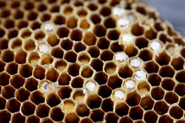 Bal peteği, bal arıları tarafından yuvalarında bal arıları, yumurtalar, larvalar ve pupalar ve bal ve polen depolarından oluşan, seçici odaklı balmumu hücrelerden oluşan bir kütle.