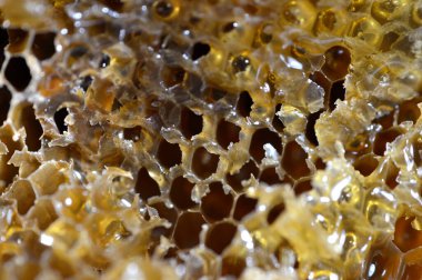 Kraliçe arının yumurtalarını saklayan ve işçi arıların kovanlarına getirdikleri polen ve balı saklayan ballı altıgen bal peteği hücreleri bal, larva ve polen depolamak için inşa edilmiş prizmatik balmumu hücreleri.