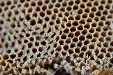 Kurumuş bal peteği, küf, bazı mantarların oluşturabileceği yapılardan biri, toz benzeri, renkli kalıplar, mantar ikincil metabolitleri içeren sporların oluşumundan kaynaklanır.