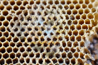 Kurumuş bal peteği, küf, bazı mantarların oluşturabileceği yapılardan biri, toz benzeri, renkli kalıplar, mantar ikincil metabolitleri içeren sporların oluşumundan kaynaklanır.