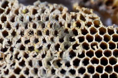 Kurumuş bal peteği, küf, bazı mantarların oluşturabileceği yapılardan biri, toz benzeri, renkli kalıplar, mantar ikincil metabolitleri içeren sporların oluşumundan kaynaklanır.