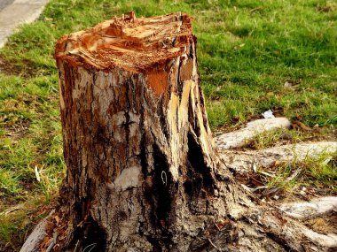 Kütük ya da ağaç kütüğü, gövdenin kökleri hala yerde olan küçük bir kısmı, Stumps ağaç gövdesini kestikten sonra ortaya çıkan yaş belirleyici halkaları gösteriyor.