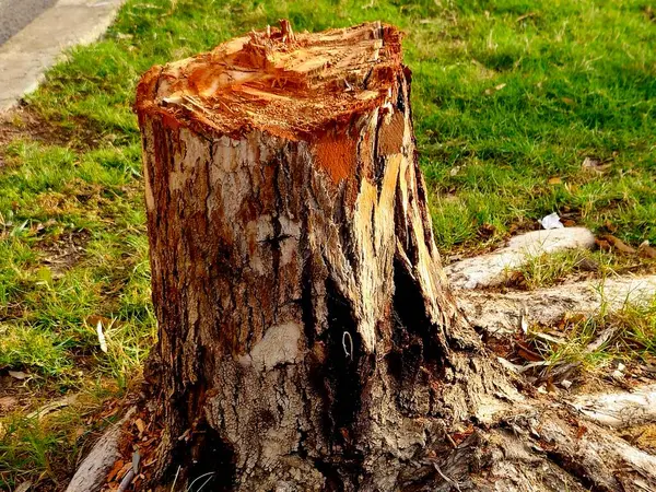 Kütük ya da ağaç kütüğü, gövdenin kökleri hala yerde olan küçük bir kısmı, Stumps ağaç gövdesini kestikten sonra ortaya çıkan yaş belirleyici halkaları gösteriyor.